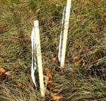 Staking and anomalies